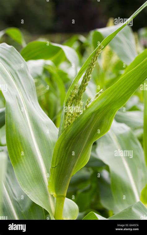 Maize Zea Mays Crops Hi Res Stock Photography And Images Alamy