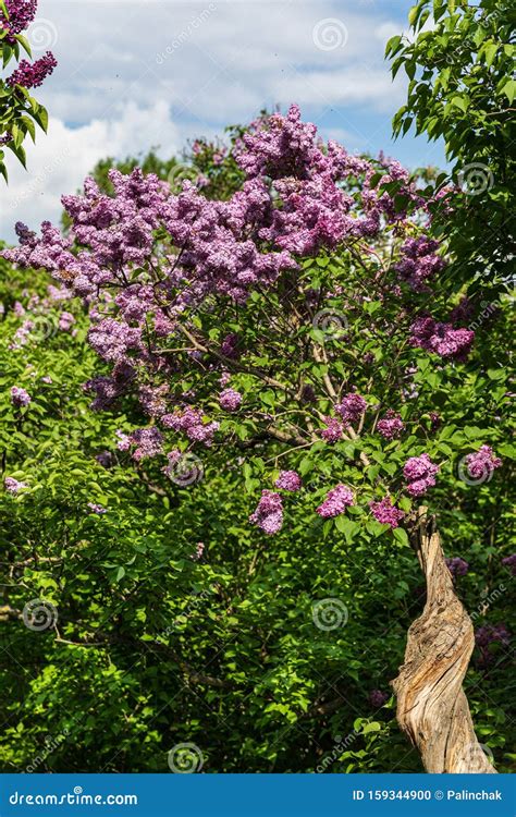 Blossoming Branch Of A Pink Lilac Stock Photo Image Of Branch
