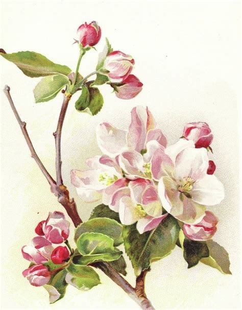 Image Result For Images Vintage Apple Blossom Drawings Tats