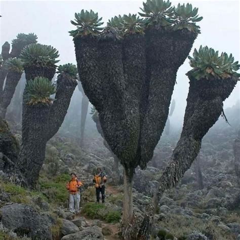 Cosmosup Plants Prehistoric Nature