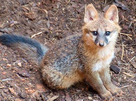 All words are positive that. Fox kit-rearing season means more fox sightings during the ...