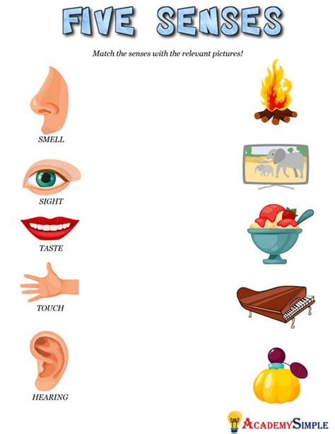 Senses Five Sense Organs Worksheet Academy Simple