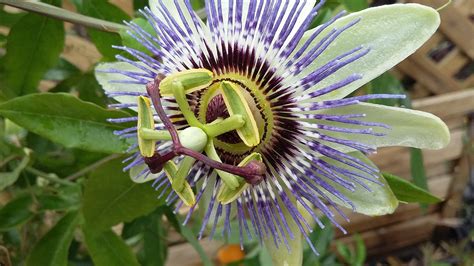 Buy Blue Passionflower Passiflora Caerulea 30 40cm Cut Back Tall Plant In A 7cm Pot The
