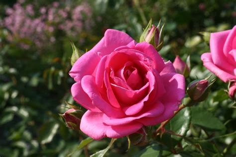 Kumpulan Galeri Gambar Bunga Mawar Pink Merah Muda Cantik Indah Terbaru