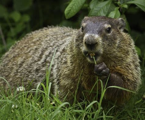 How To Get Rid Of Groundhogs Woodchuck Pest Control The Old Farmer