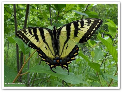 Canadian Tiger Swallowtail Papilio Canadensis Photo Larose Forest