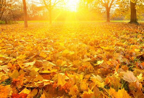 Обои листопад, желтизна, осень на рабочий стол - картинки с раздела Осень