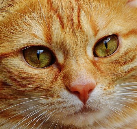 Cat Face Close Up Free Photo On Pixabay Pixabay