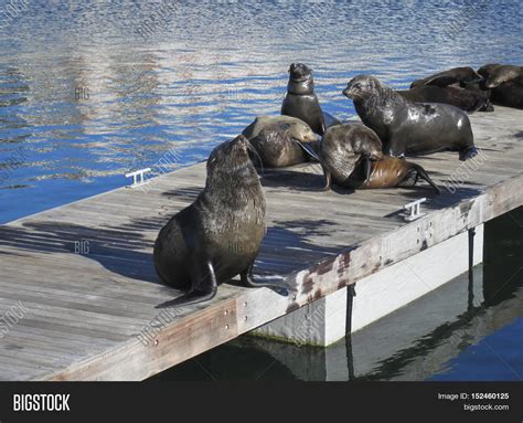 Wild African Seals Image And Photo Free Trial Bigstock