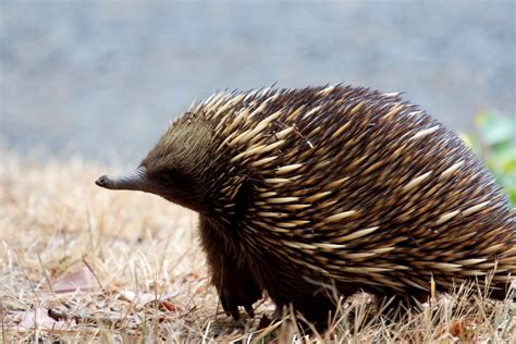 If you already know what kind of animal java is and know that you want to use java, skip chapter 1 and go straight to chapter 2. Echidna | The Life of Animals