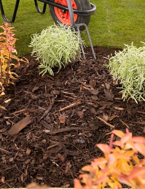 The Best Way To Use Landscaping Bark In A London Garden London Lawn