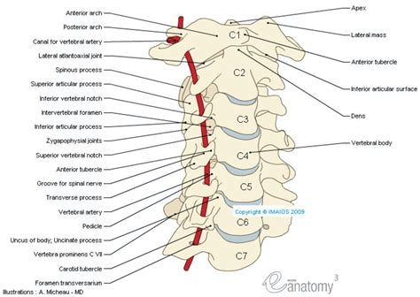 Anatomy Of The Spine And Back