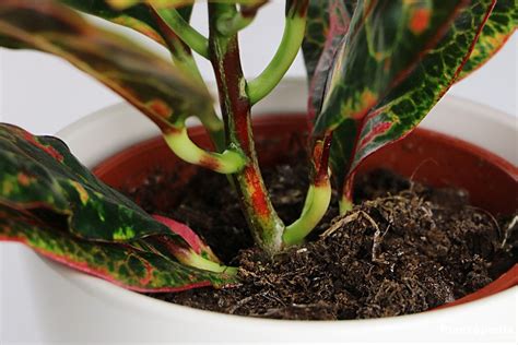 Crotons Codiaeum Variegatum How To Grow And Care For