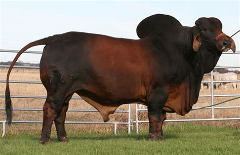 Red Brahman Sires Heritage Cattle Company