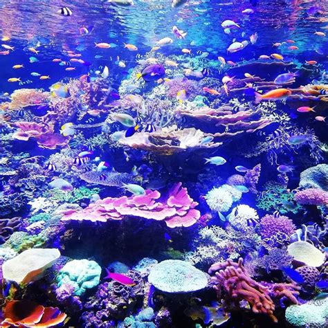 This Beautiful Coral Reef With Sea Life Is So Colorful Its