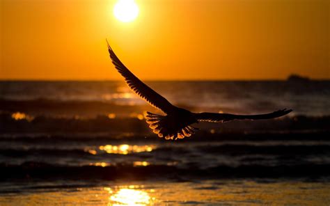 Bird Sunset Hd Nature 4k Wallpapers Images Backgrounds