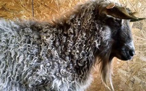 Pygora Goat Breed For Fiber Origin Characteristics Feed And Shearing