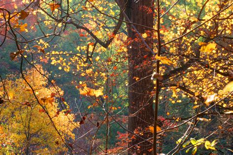 Img2472 Autumn At The Us National Arboretum Dennisholcomb04 Flickr