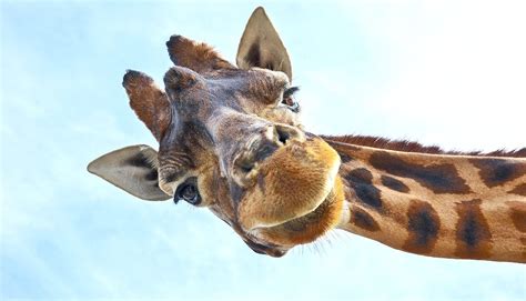 How Do Giraffes Mate