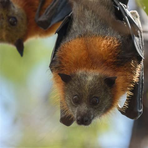 Its Time To Understand The Flying Fox The Echo