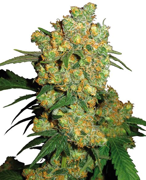 Big Bud Régulière Graines De Cannabis Sensi Seeds