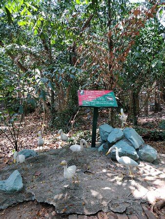 Mangalavanam bird sanctuary is an ecologically sensitive area situated in kochi and is a nesting mangalavanam travel tips. Mangalavanam Bird Sanctuary (Kochi (Cochin)) - 2019 What ...