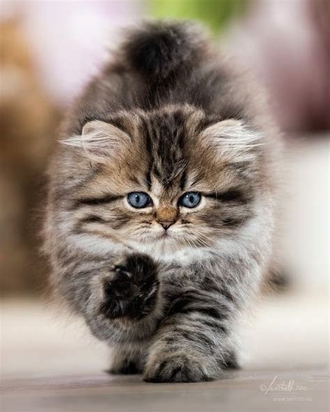 Cute Fluffy Kittens Fluffy Cute Cat Must ♥ Cats Cute