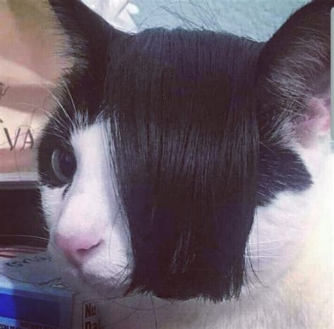 Emo Cat Funny