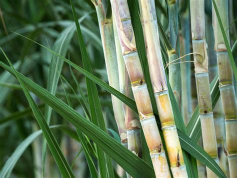 Sugar Cane Stock Photos Pictures And Royalty Free Images Istock