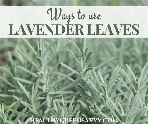 What To Do With Lavender Leaves 11 Great Ways To Use