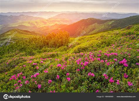 Magic Pink Rhododendron Flowers On Summer Mountain ⬇ Stock Photo
