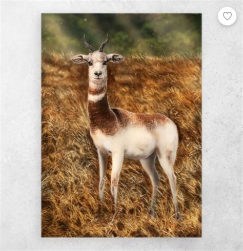 dama gazelle poster by alandodrawing displate aquatic art metal prints inprnt