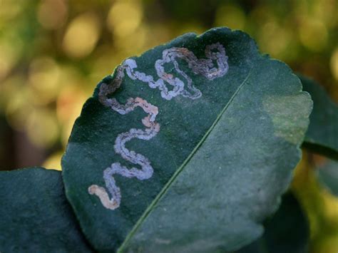 Identifying Leaf Miners And Control Methods Of Leaf Miner
