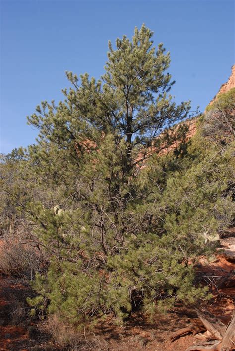Pinus Edulis Colorado Pinyon Colorado Pinyon Pine Nut Pine Pino