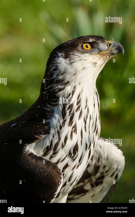 African Hawk Eagle Aquila Spilogaster Stock Photo Alamy
