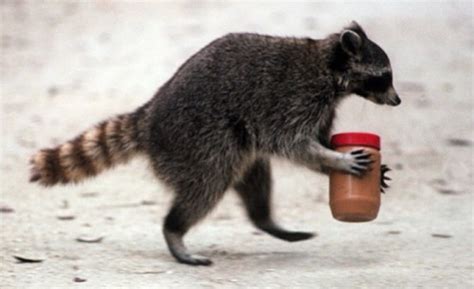 Raccoon Thief Tumblr