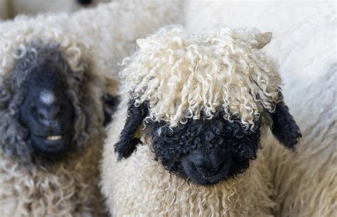 Meet The Valais Blacknose Sheep The Worlds Cutest Sheep Look Like