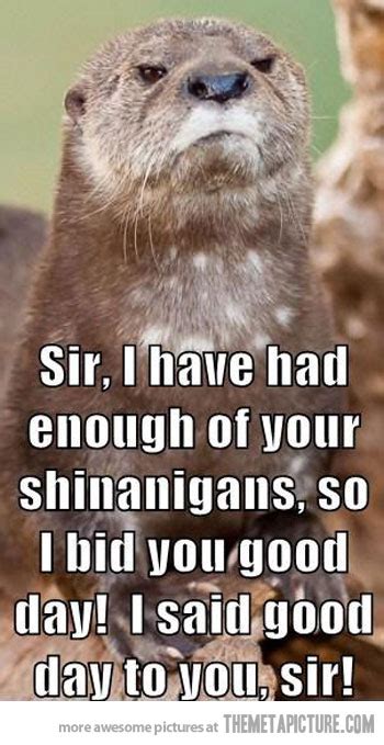 Funny Otter Quotes Quotesgram