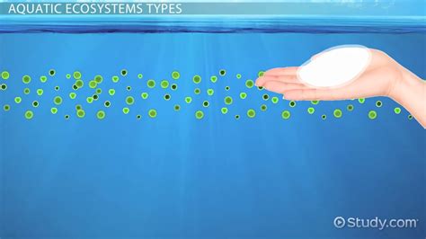 Aquatic Ecosystems Characteristics And Definition Video