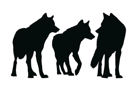 Lobos Caminando En Diferente Posiciones Silueta Conjunto Vector