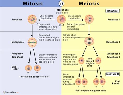Meiosis Vs Mitosis Bioninja From Bacteria To Plants Mitosis Vs Meiosis