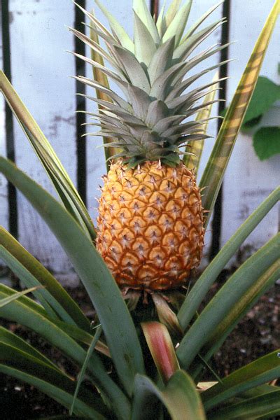 That Pineapple Top Plant It Dont Toss It Hawaii
