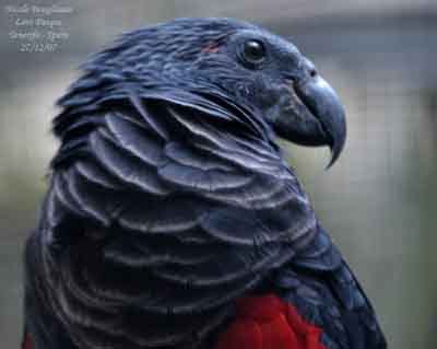 The pesquet's parrot (psittrichas fulgidus), also known as the vulturine. Pesquet's Parrot