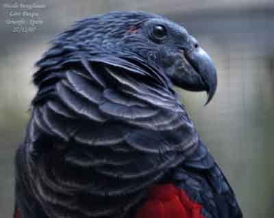 Apparently, dracula parrots are a thing and they might be the most gothic birds on earth. Pesquet's Parrot