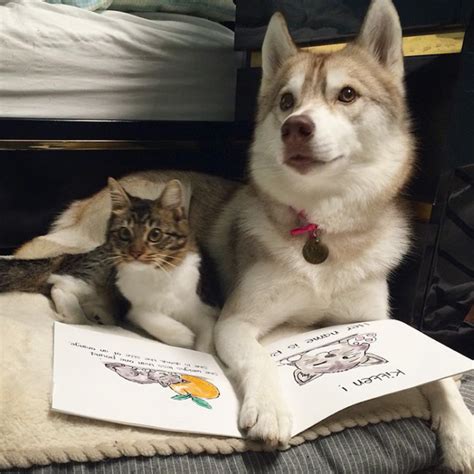 Huskies Become Best Friends With A Cat Animals