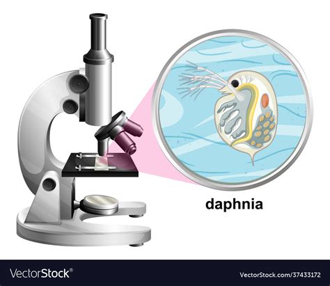 Microscope With Anatomy Structure Daphnia On Vector Image