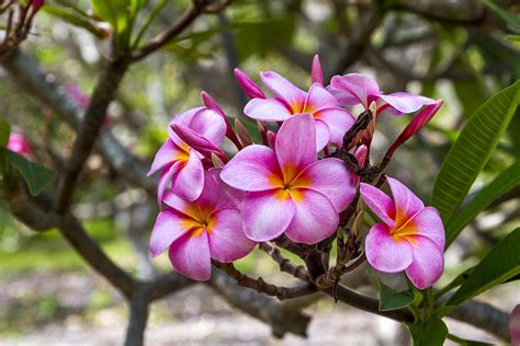 Plumeria Flowers On Oahu Hawaii Photograph By Jianghui Zhang Fine Art