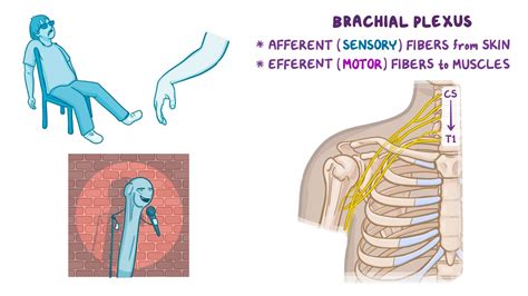 Anatomy Of The Brachial Plexus Osmosis