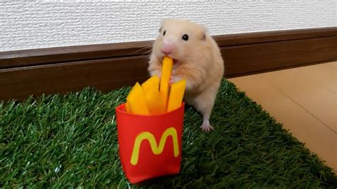 マックポテトが好きおもしろ可愛いハムスターcute Funny Hamster To Which Macdonalds Potato Is