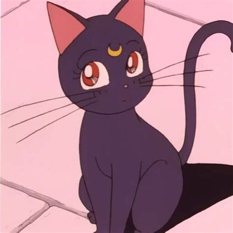 Sailor Moon Cat  Sailor Moon Cat Screaming Descubre Comparte S